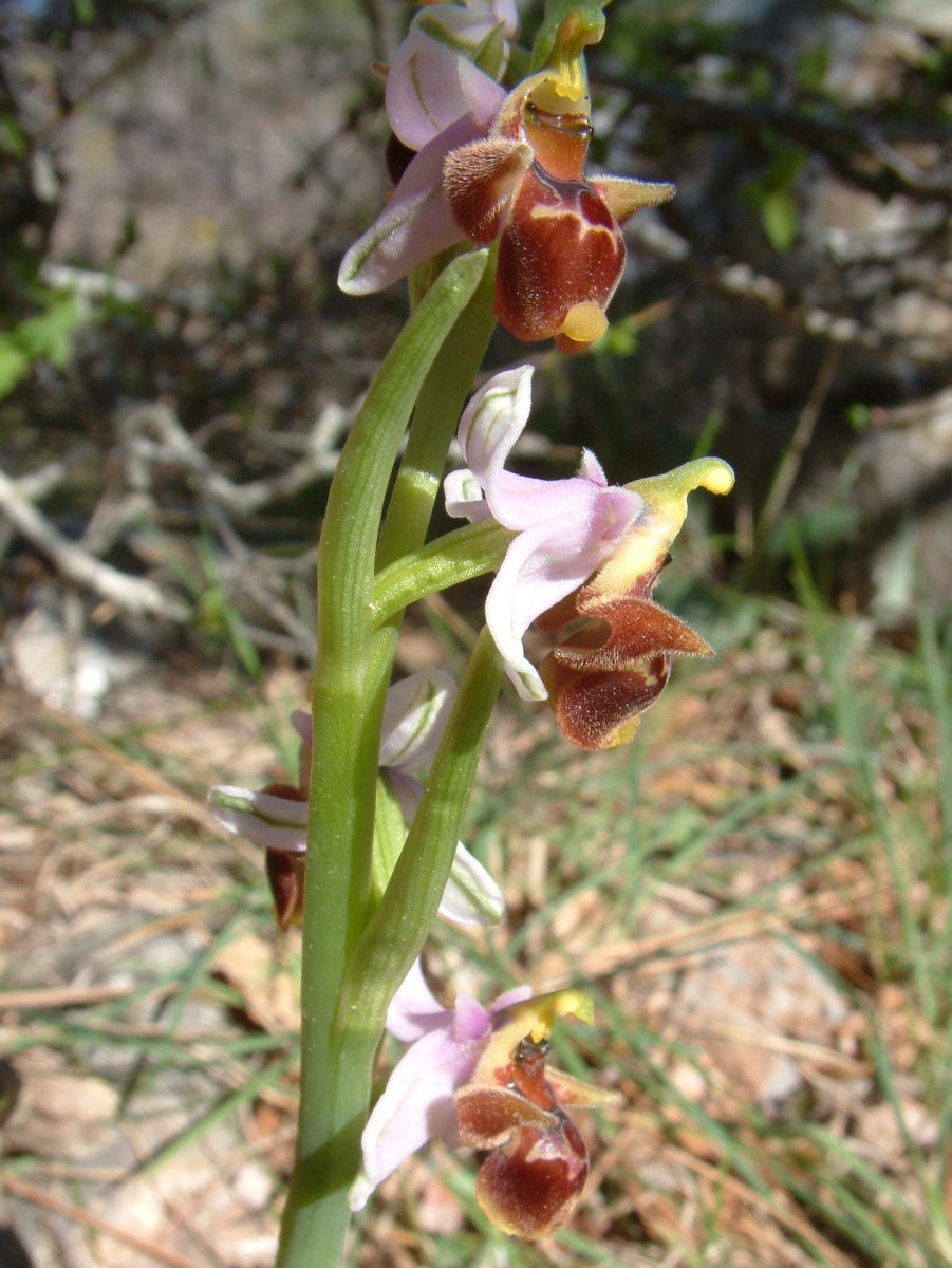 Ultime orchidee per quest''anno - Dalla Grecia con passione